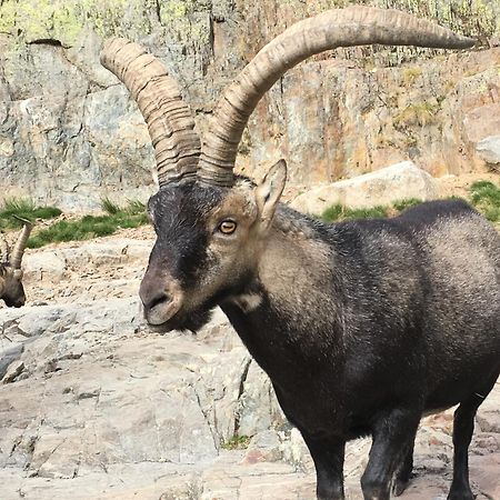 Pensjonat Artesano I Y III Navarredonda de Gredos Zewnętrze zdjęcie
