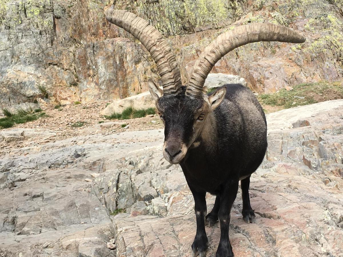 Pensjonat Artesano I Y III Navarredonda de Gredos Zewnętrze zdjęcie