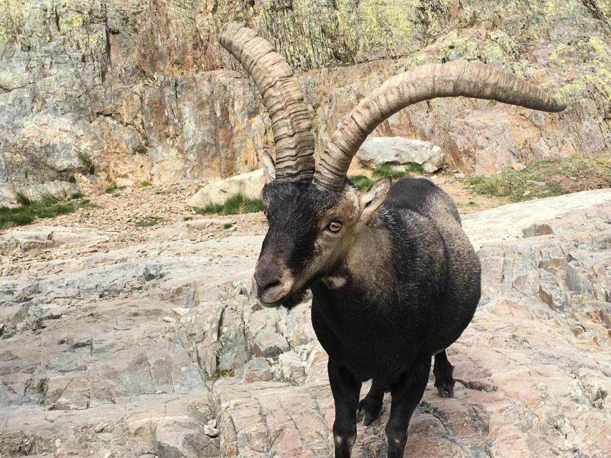 Pensjonat Artesano I Y III Navarredonda de Gredos Zewnętrze zdjęcie